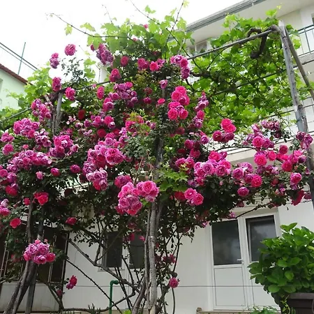 Apartment Neda Zivogosce